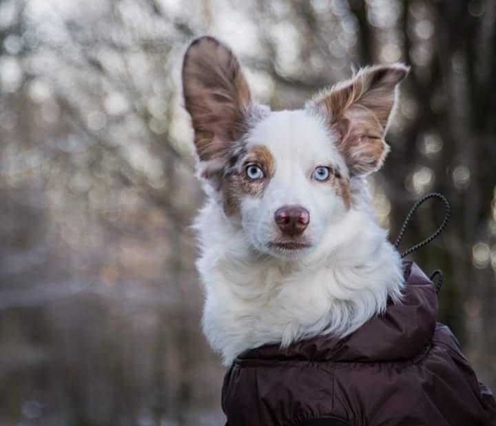 Miniature American Shepherd LilSunKiss Queen Bee - Jitsu billede 14