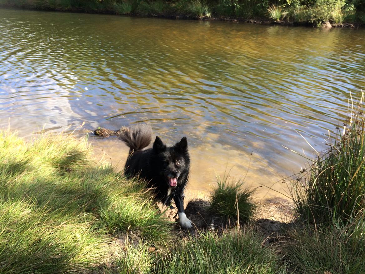 Islandsk fårehund Gaiva ~*Himmel hund*~ billede 46