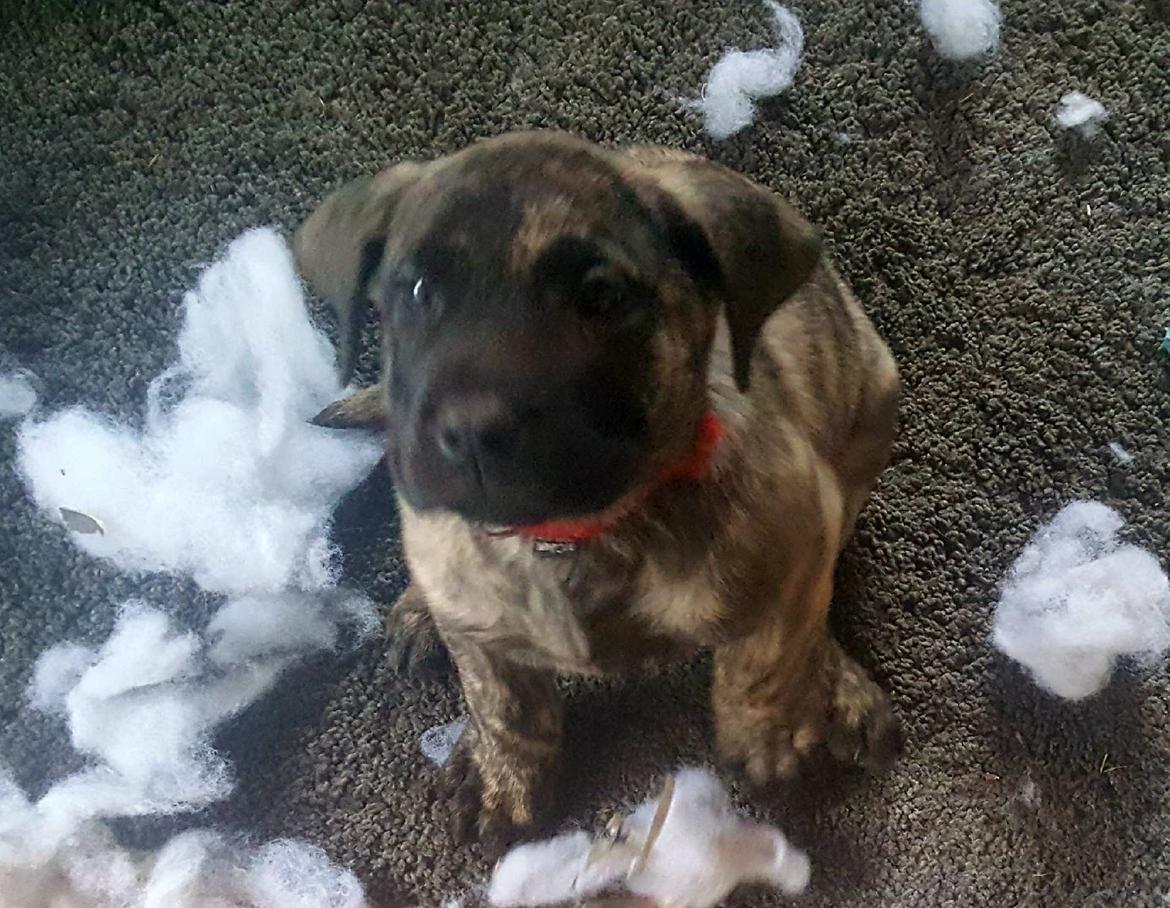 Dogo canario Bako billede 1