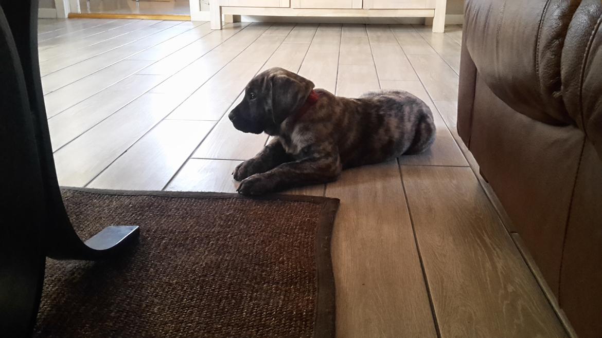 Dogo canario Bako billede 2