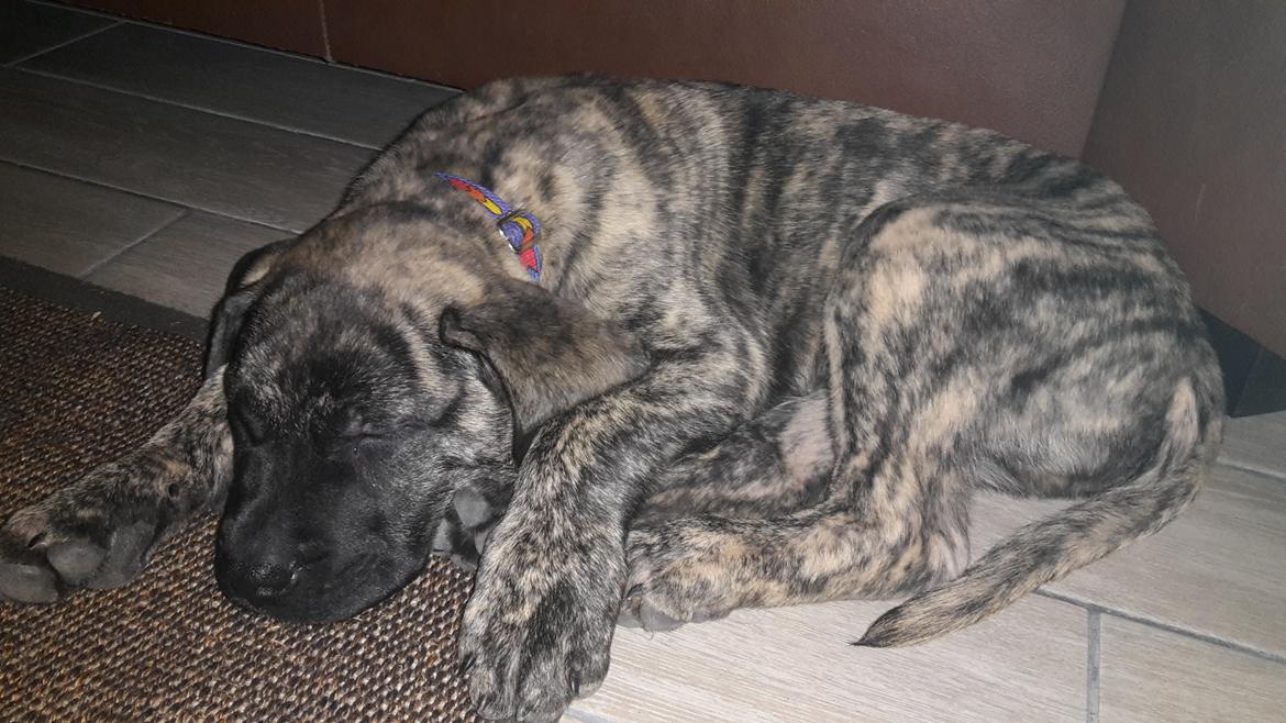 Dogo canario Bako billede 3