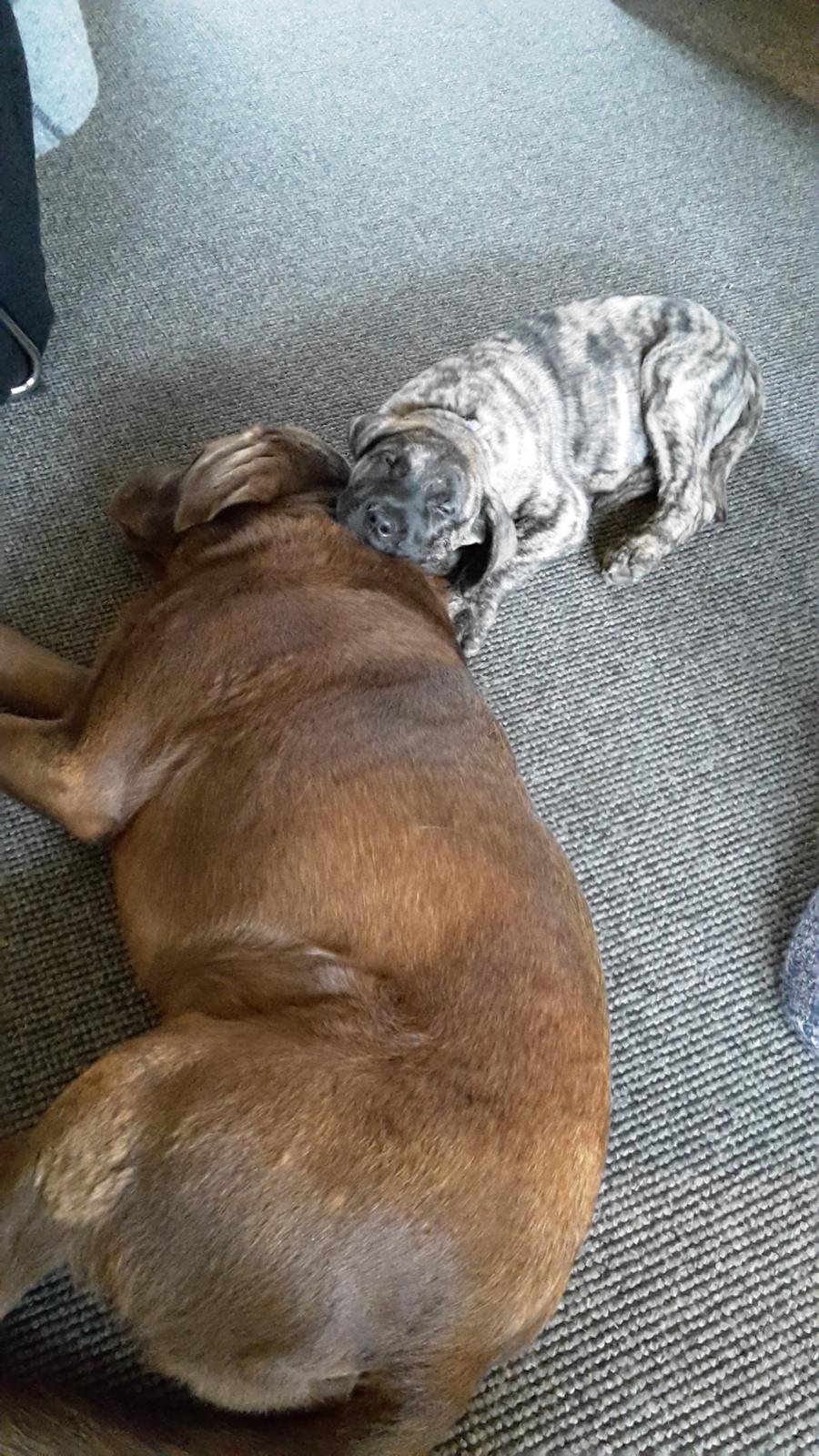 Dogo canario Bako billede 4