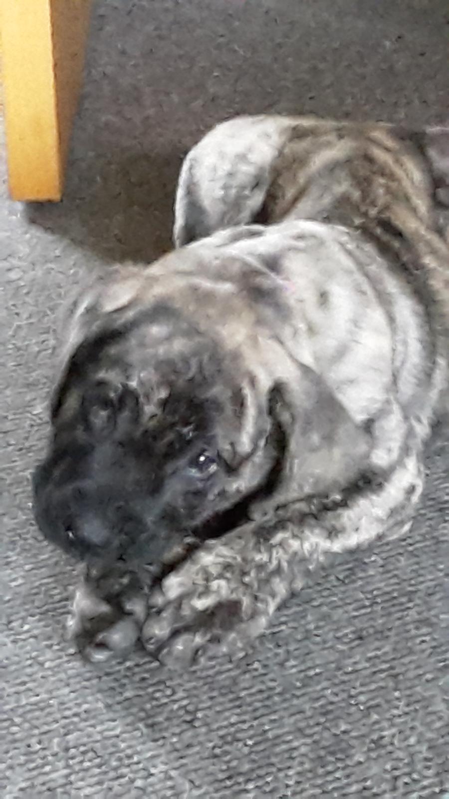 Dogo canario Bako billede 5