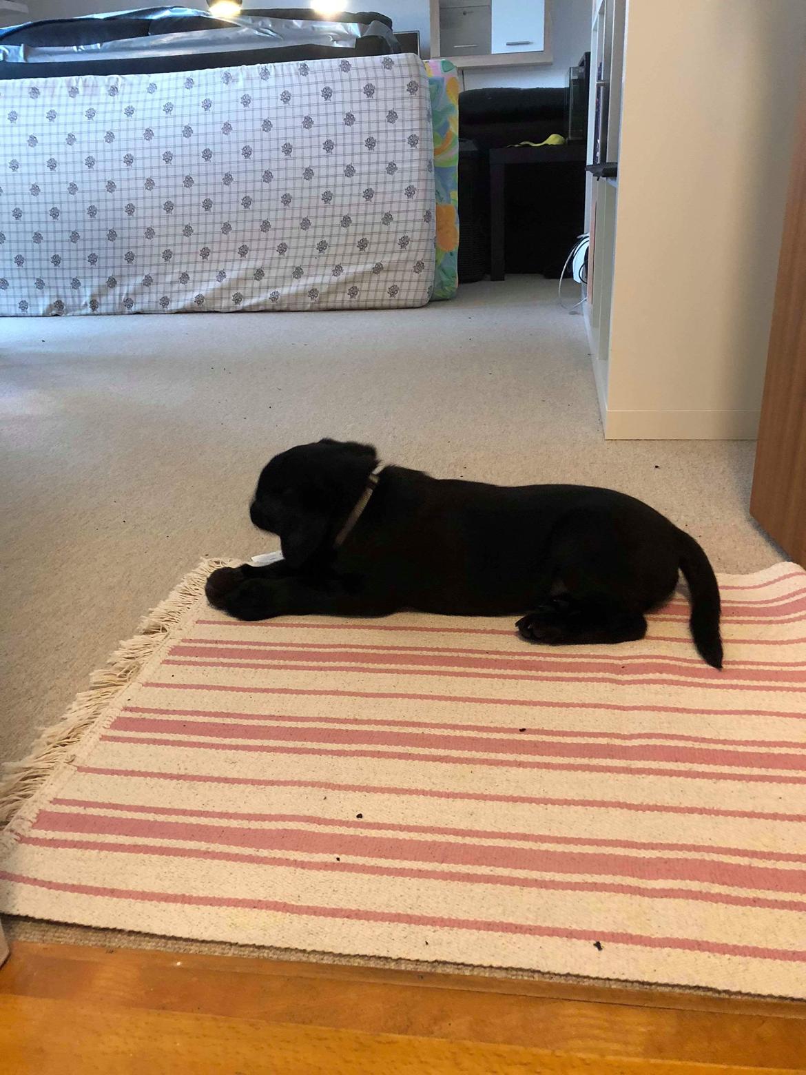 Labrador retriever Coda billede 5