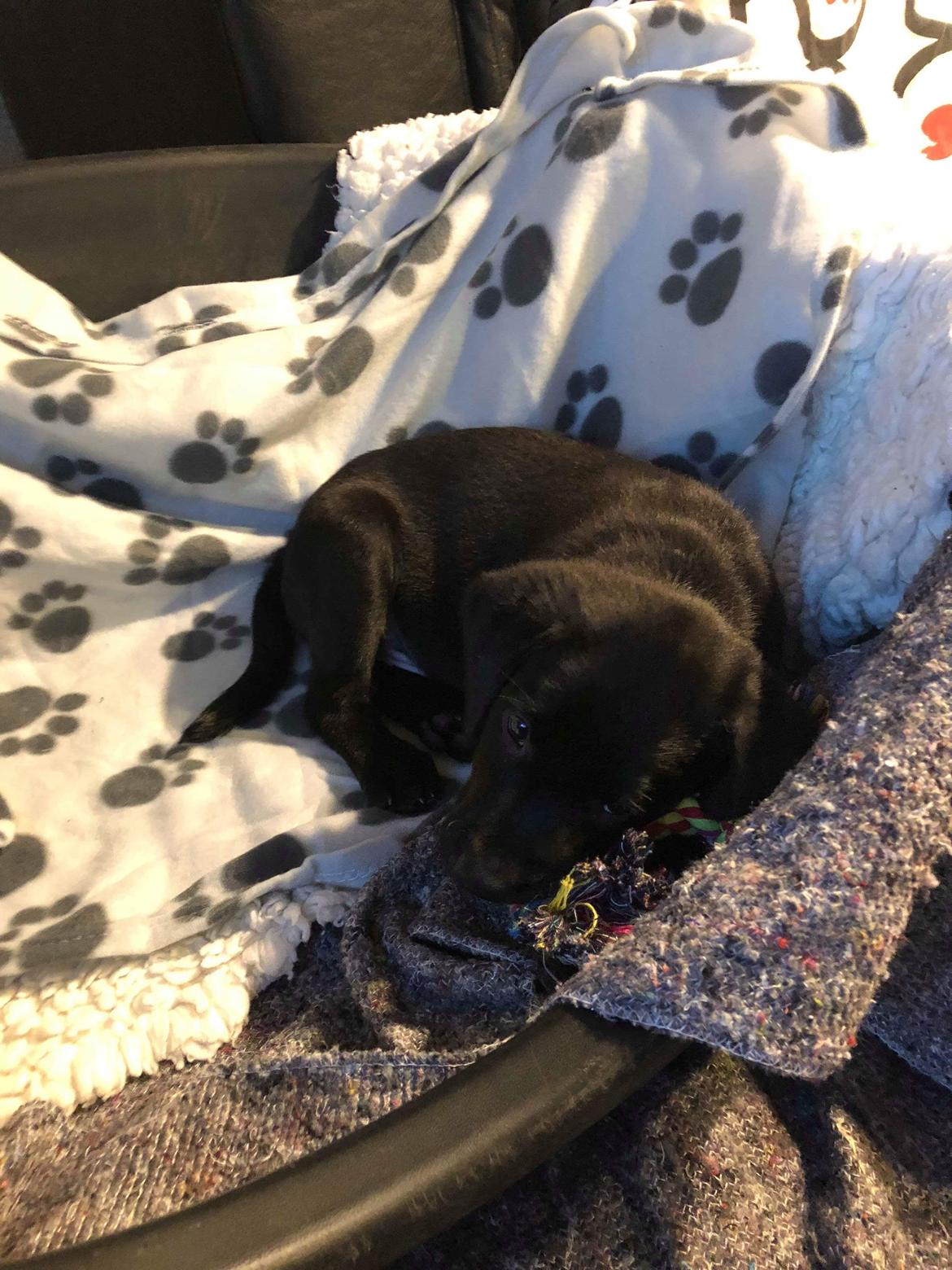 Labrador retriever Coda billede 7