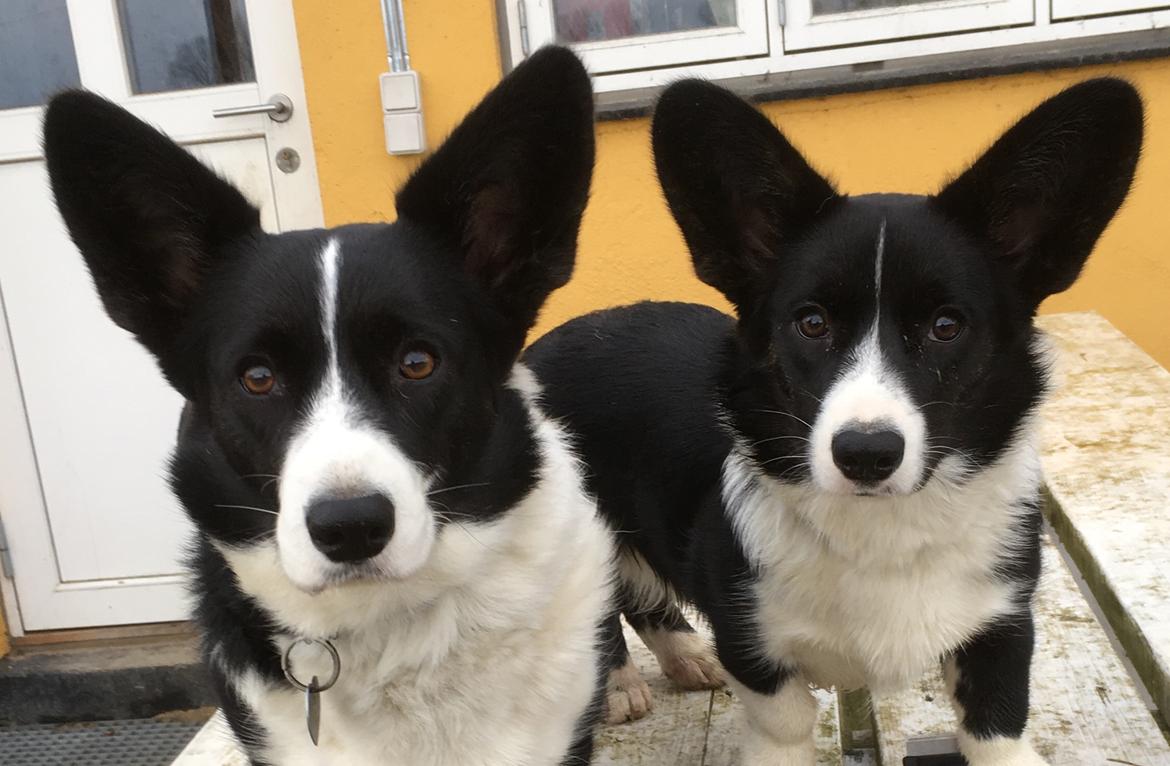 Welsh corgi cardigan Ruthmann's Mynte billede 1