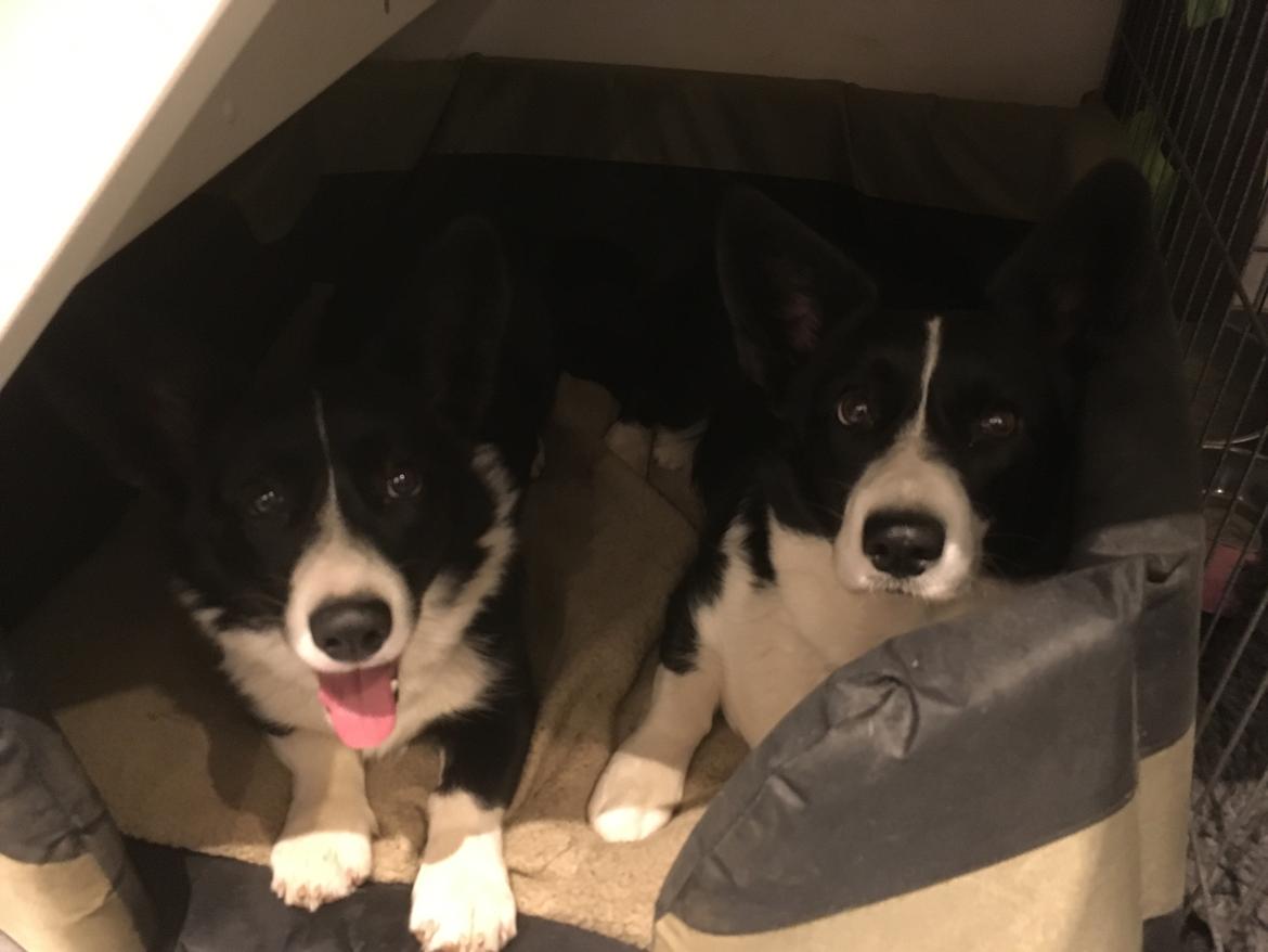 Welsh corgi cardigan Ruthmann's Mynte billede 2