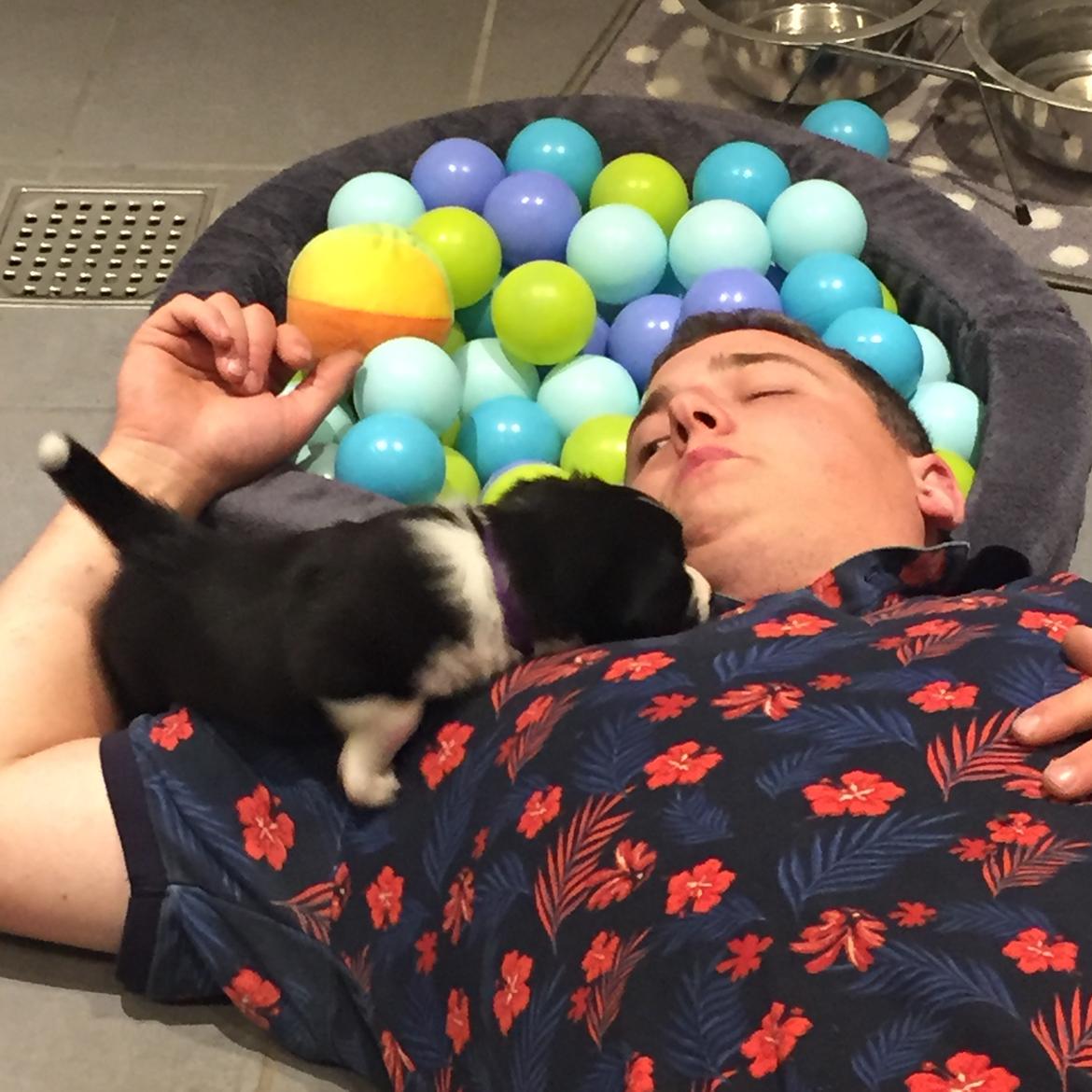 Welsh corgi cardigan Ruthmann's Mynte billede 6