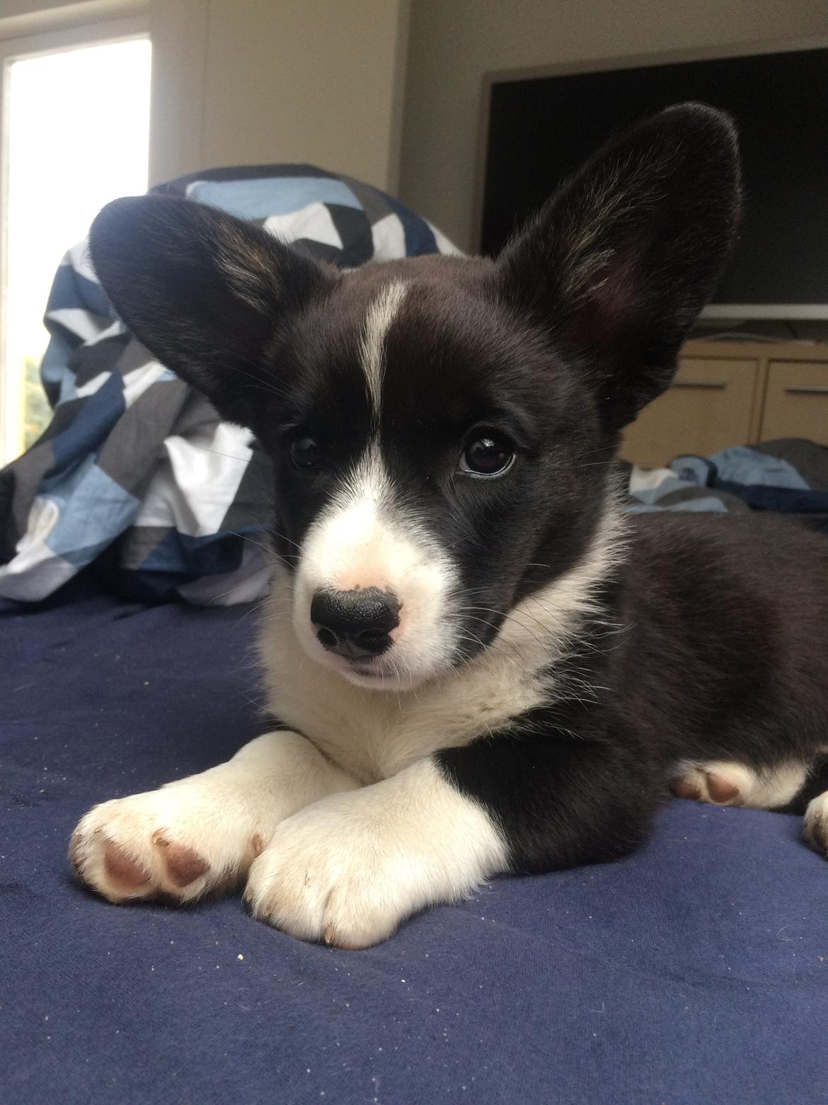 Welsh corgi cardigan Ruthmann's Mynte billede 8