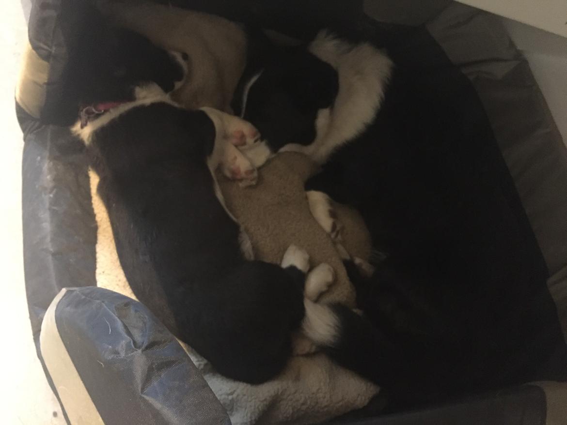 Welsh corgi cardigan Ruthmann's Mynte billede 9