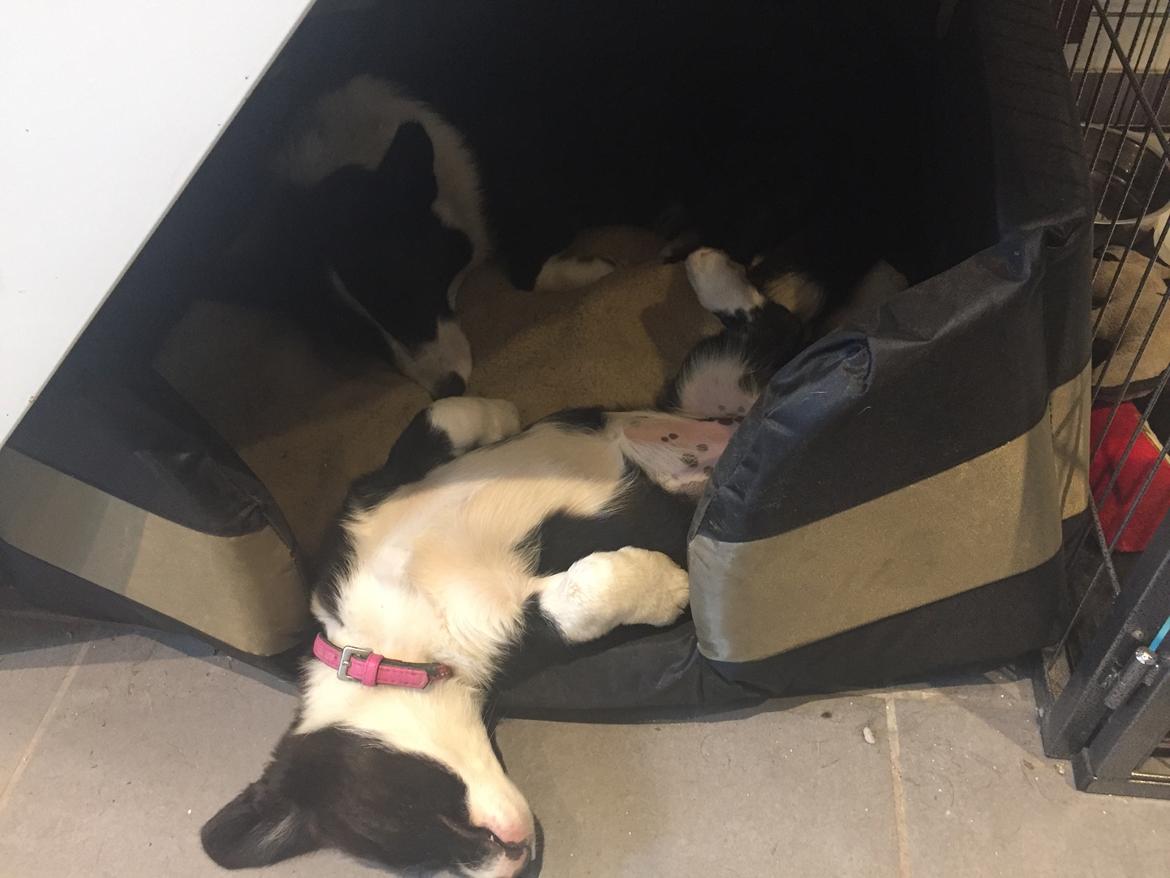 Welsh corgi cardigan Ruthmann's Mynte billede 10