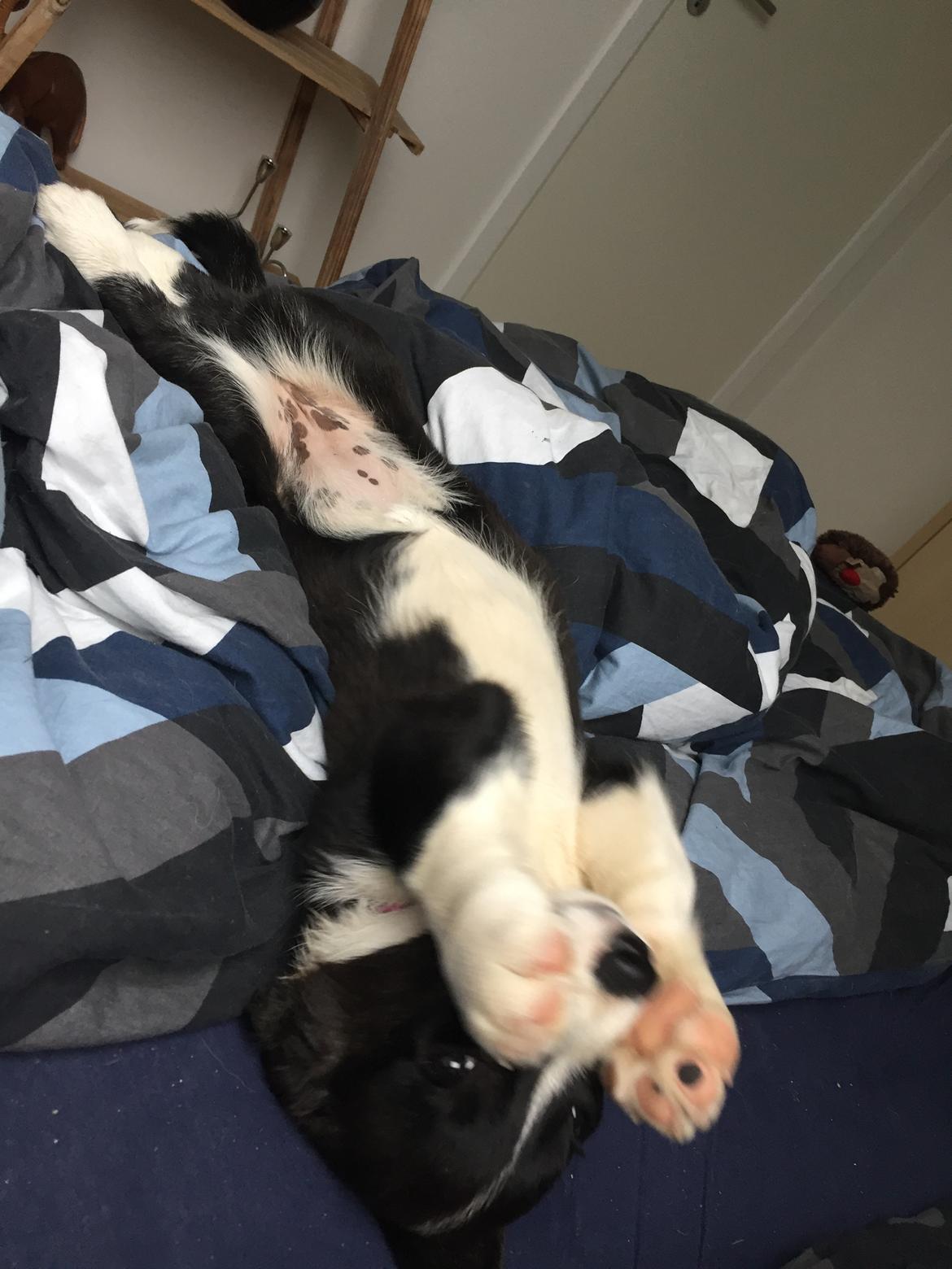 Welsh corgi cardigan Ruthmann's Mynte billede 11