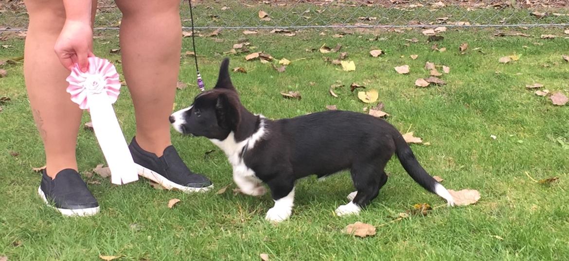 Welsh corgi cardigan Ruthmann's Mynte billede 12