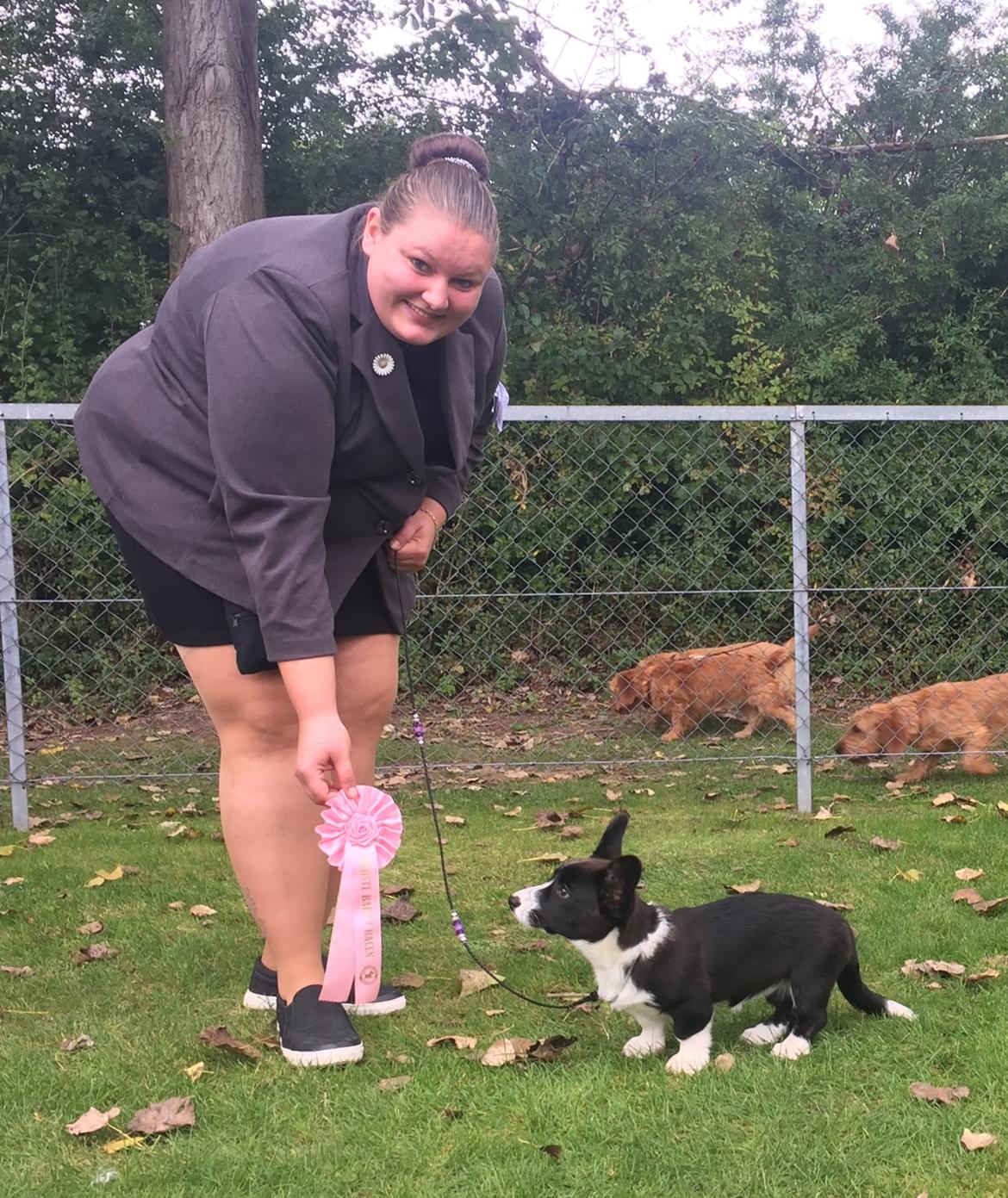 Welsh corgi cardigan Ruthmann's Mynte billede 13