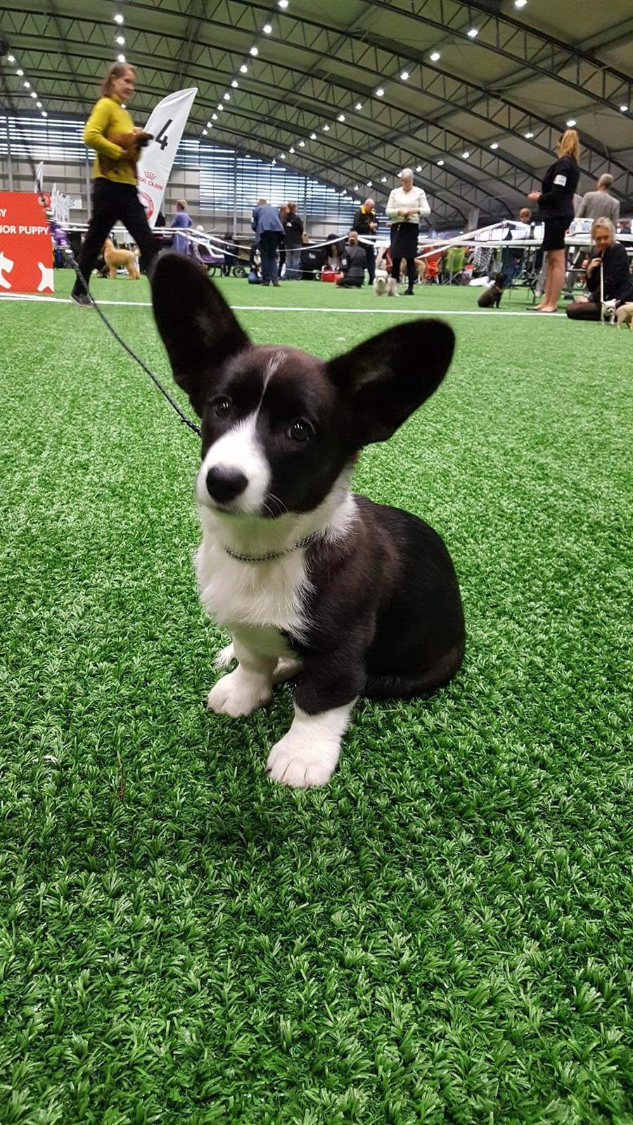 Welsh corgi cardigan Ruthmann's Mynte billede 14