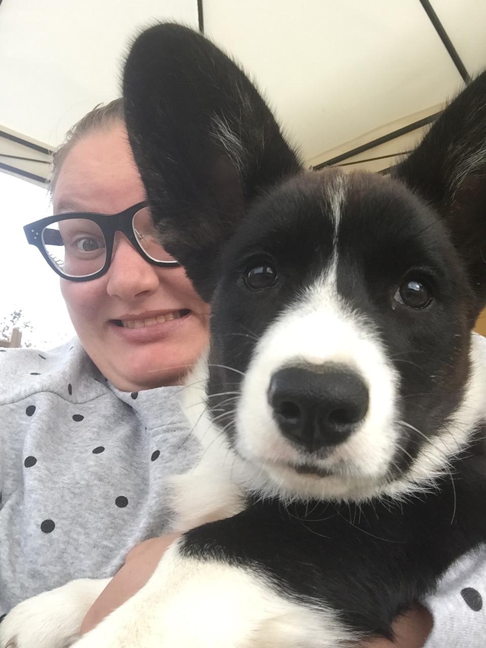 Welsh corgi cardigan Ruthmann's Mynte billede 15