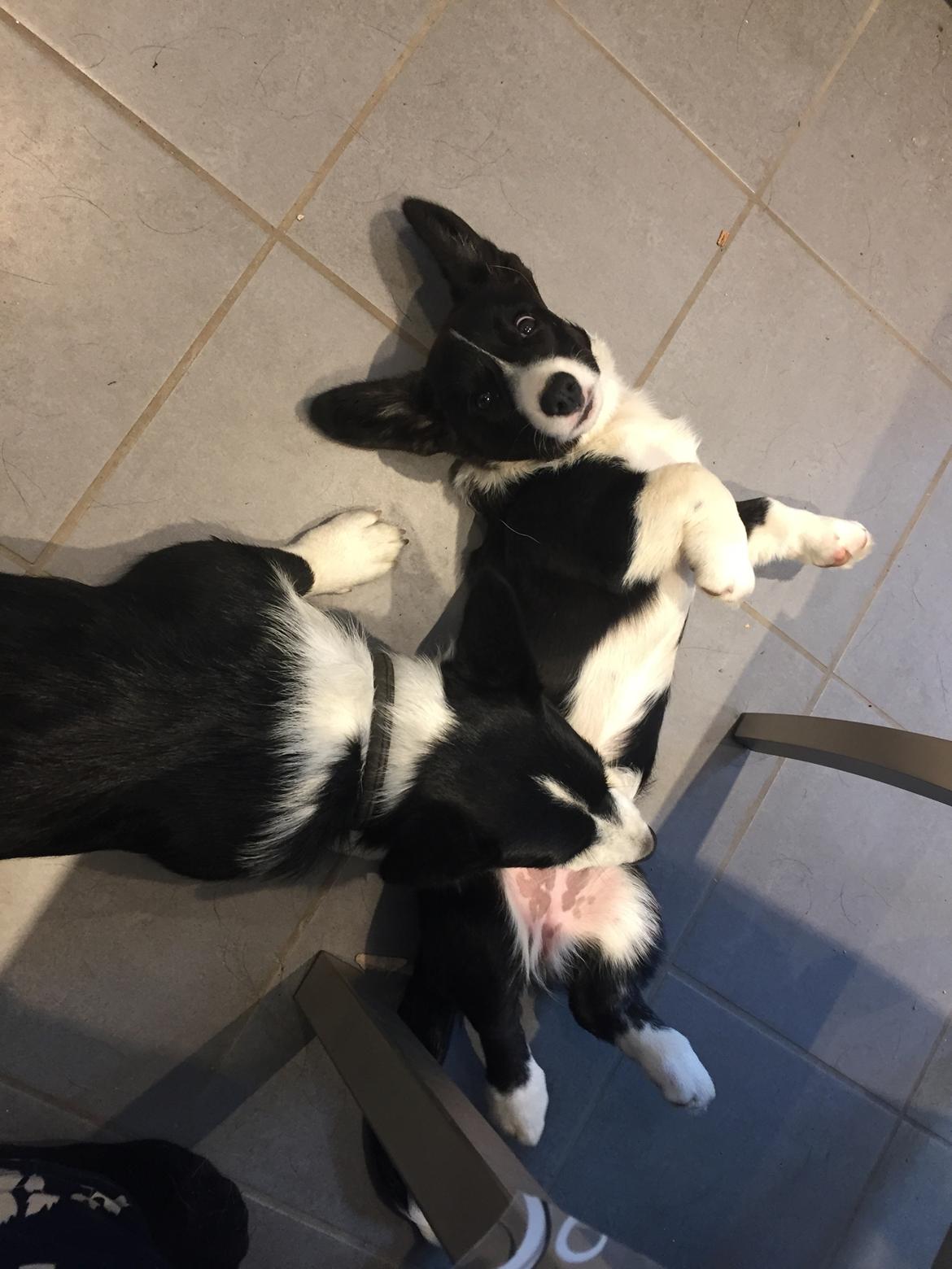 Welsh corgi cardigan Ruthmann's Mynte billede 16