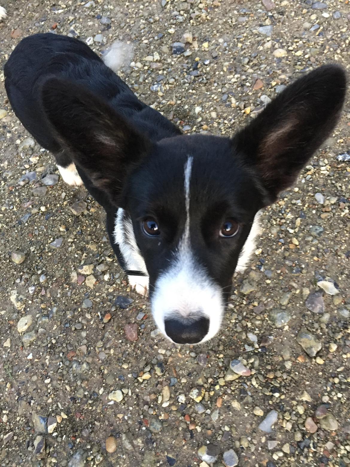 Welsh corgi cardigan Ruthmann's Mynte billede 17