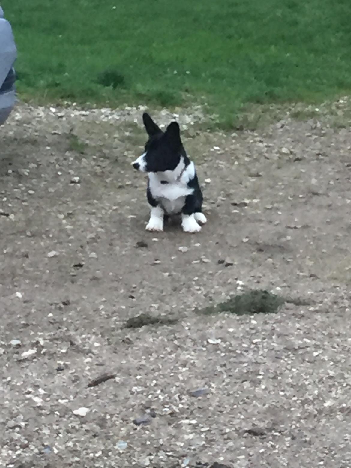 Welsh corgi cardigan Ruthmann's Mynte billede 19