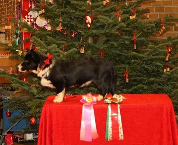 Welsh corgi cardigan Ruthmann's Mynte billede 20