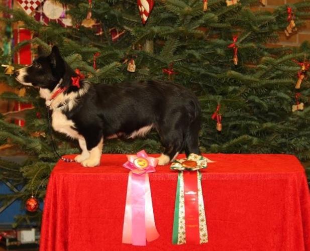 Welsh corgi cardigan Ruthmann's Mynte billede 21