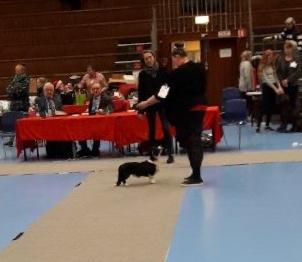 Welsh corgi cardigan Ruthmann's Mynte billede 23