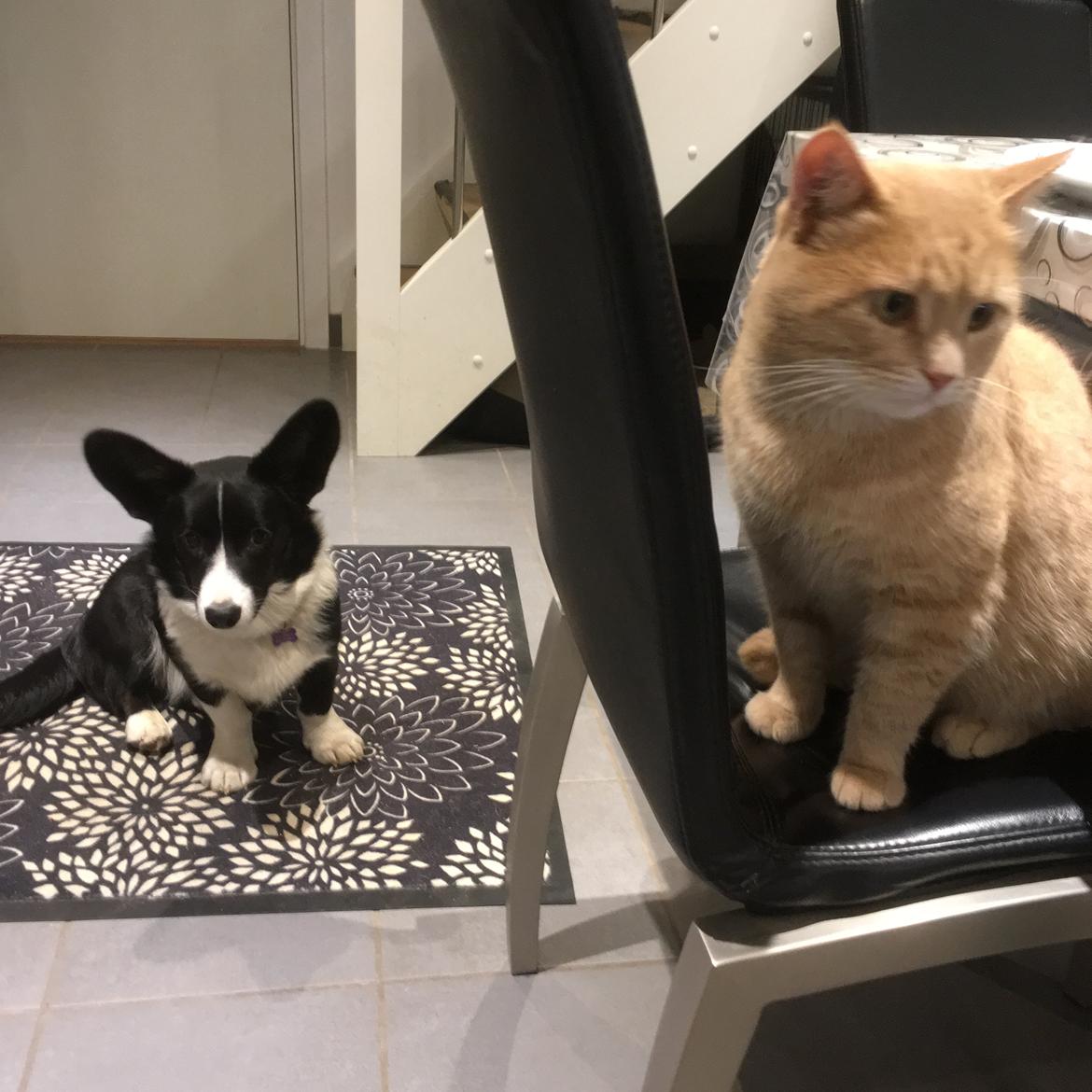 Welsh corgi cardigan Ruthmann's Mynte billede 24