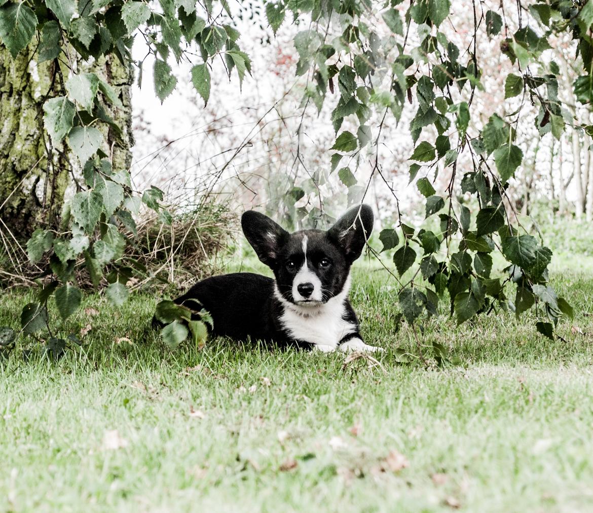 Welsh corgi cardigan Ruthmann's Mynte billede 18