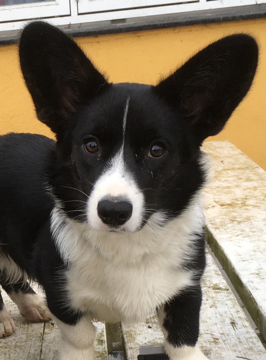 Welsh corgi cardigan Ruthmann's Mynte billede 25