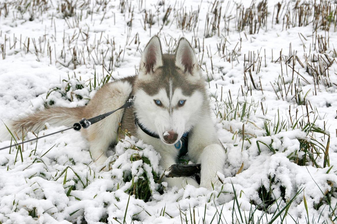 Siberian husky Yuki billede 2