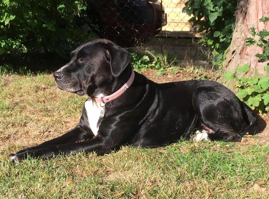 Blanding af racer Nuka billede 1