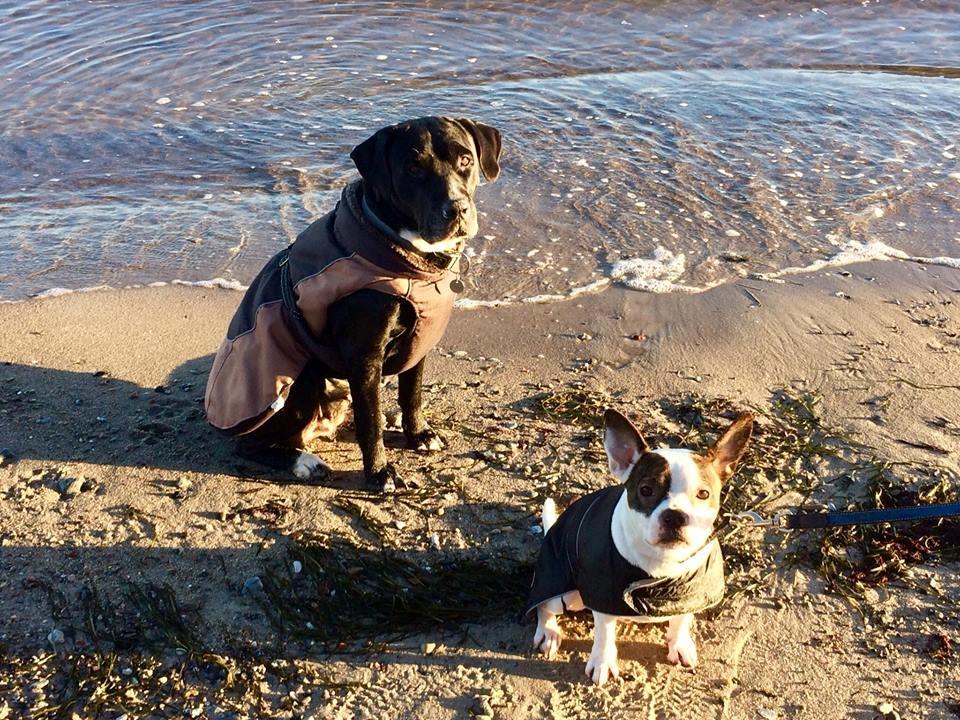 Blanding af racer Nuka billede 2