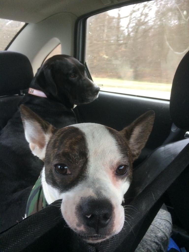 Blanding af racer Nuka billede 3