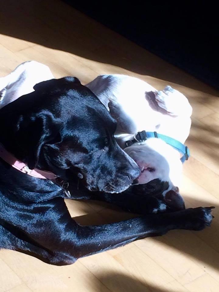 Blanding af racer Nuka billede 5