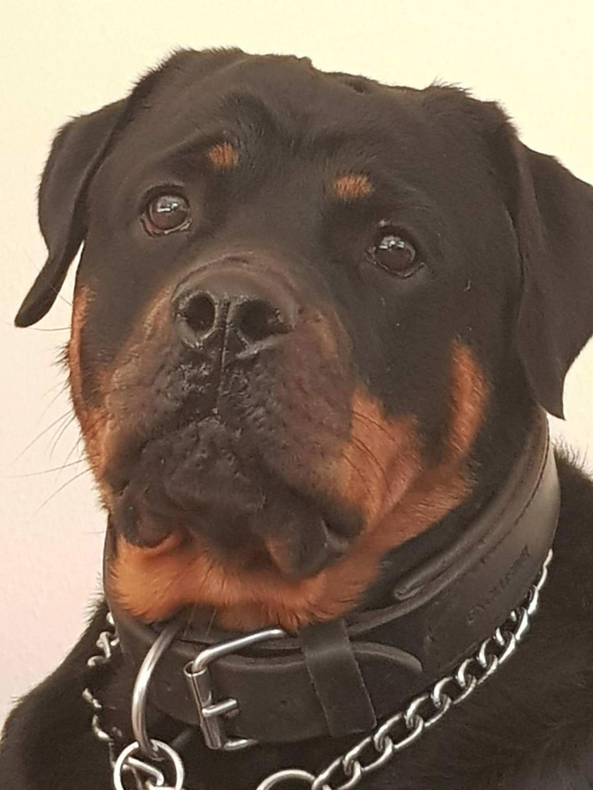 Rottweiler Kayla billede 8