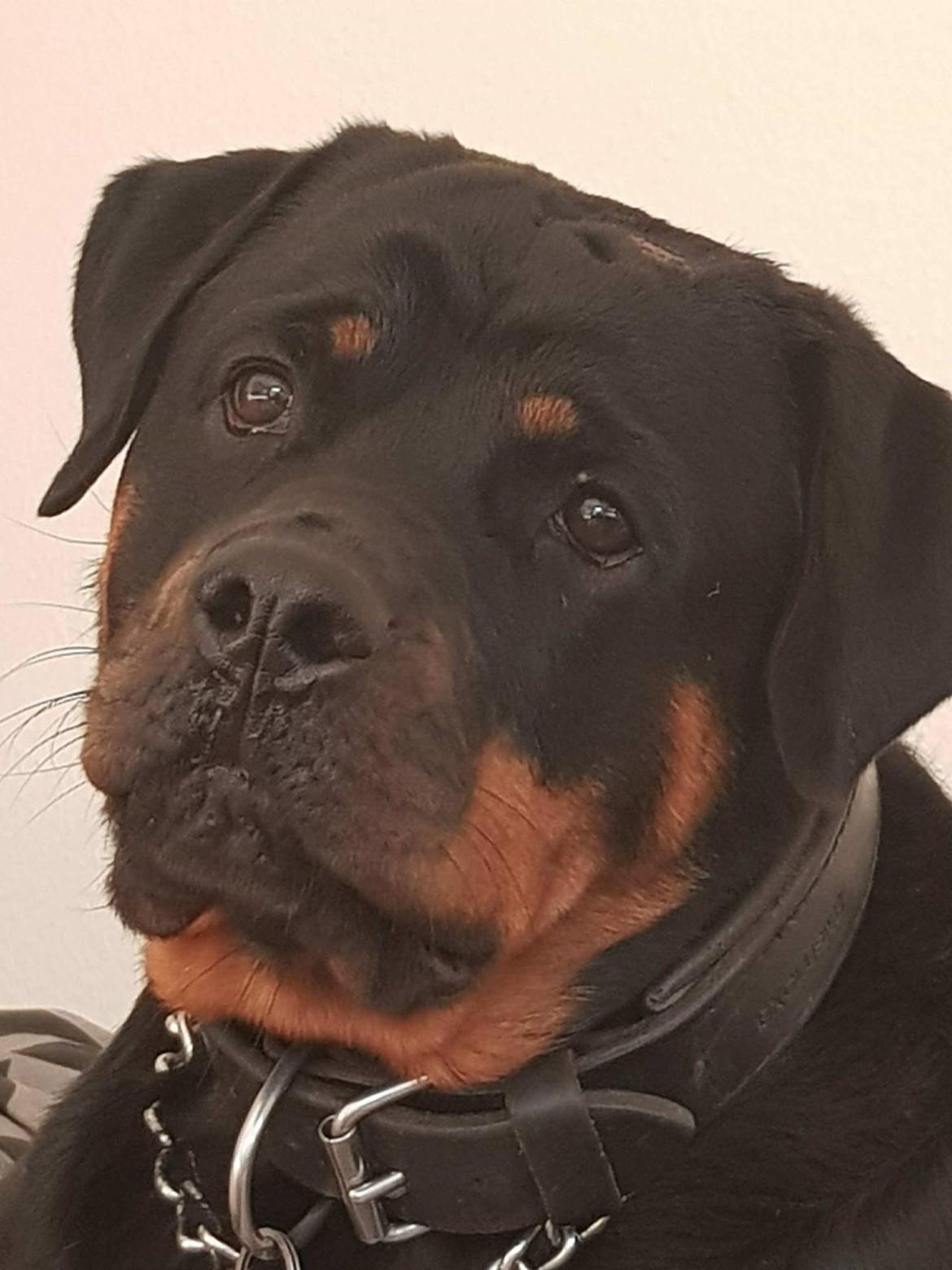 Rottweiler Kayla billede 7