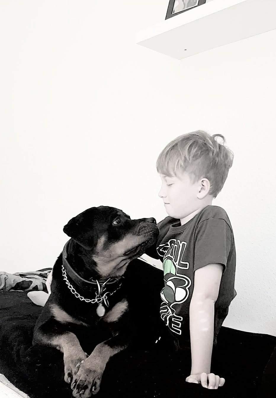 Rottweiler Kayla billede 2