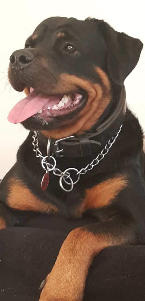 Rottweiler Kayla billede 5