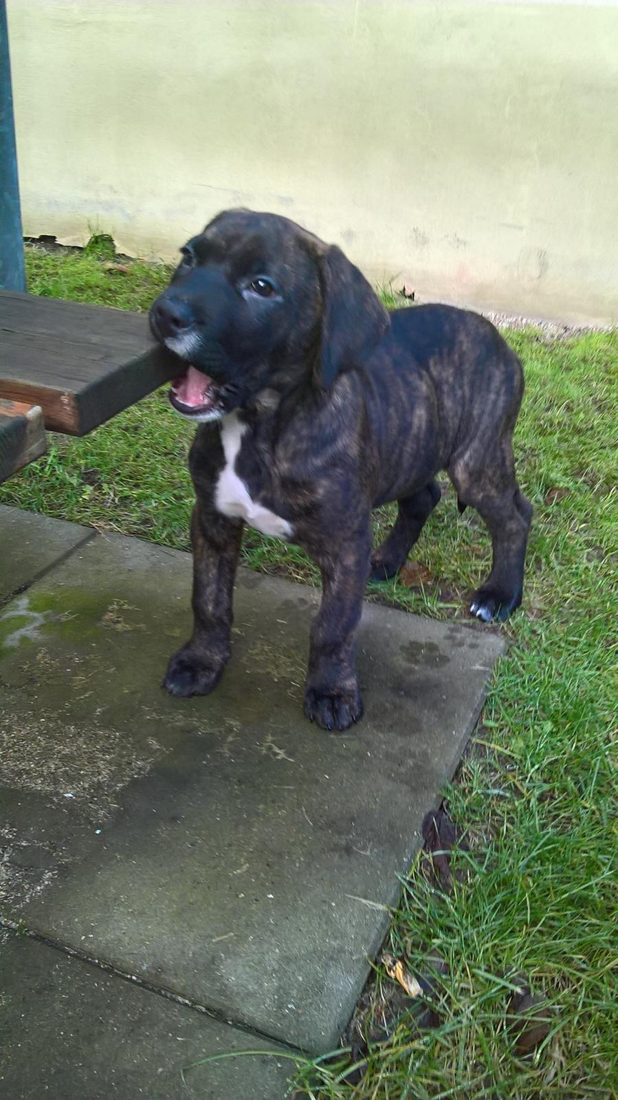 Blanding af racer Presa canario/rotweiller -Bella billede 26