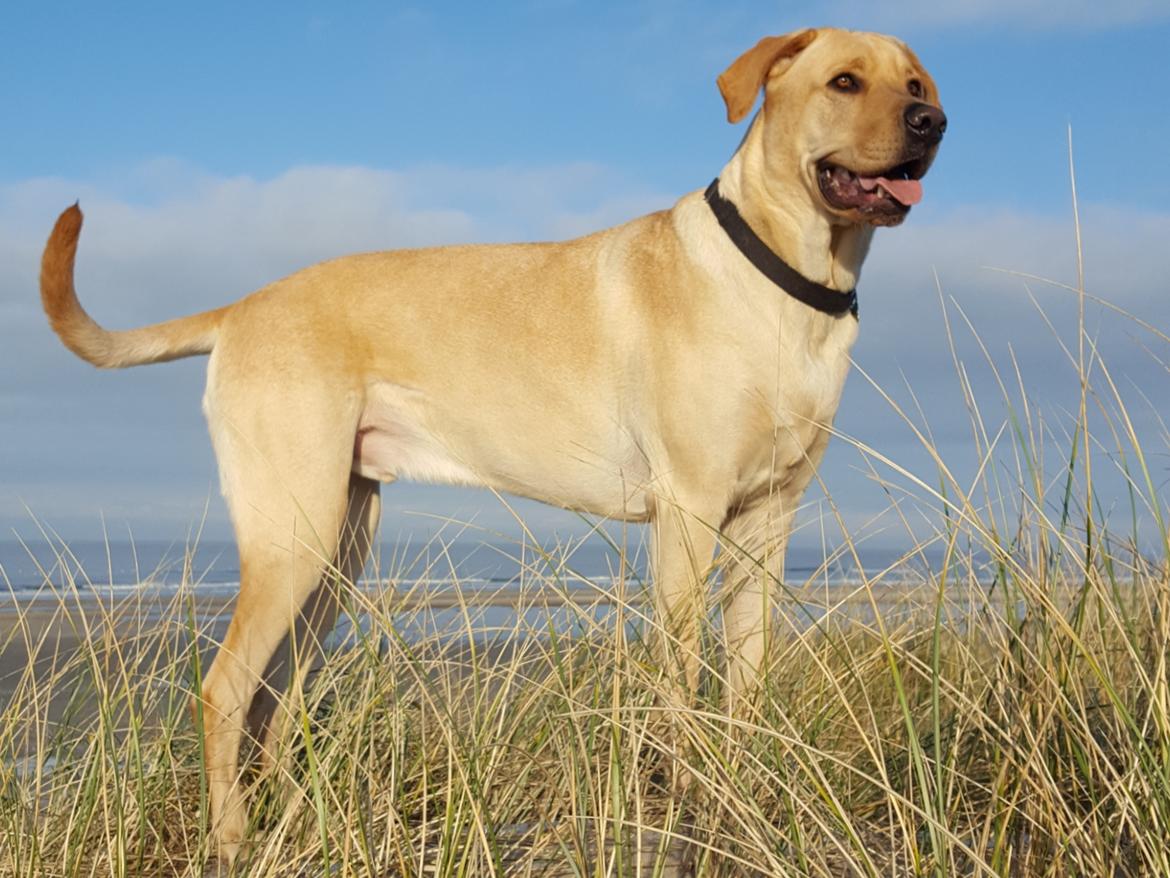 Blanding af racer Elvis *R.I.P* - Rødhus Strand 21/1-18 billede 2