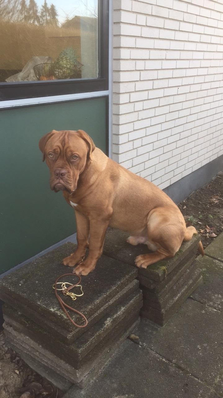 Dogue de bordeaux Homer - Snart 8 mdr. billede 11
