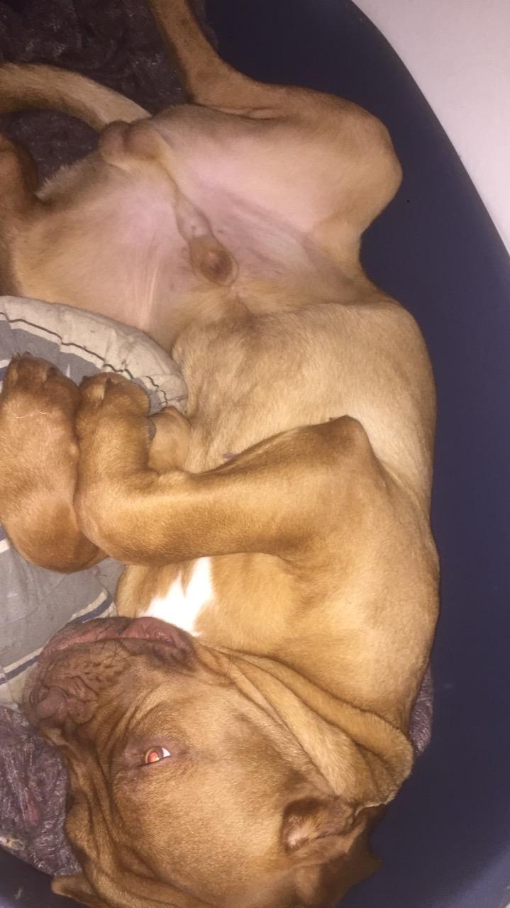 Dogue de bordeaux Homer billede 10