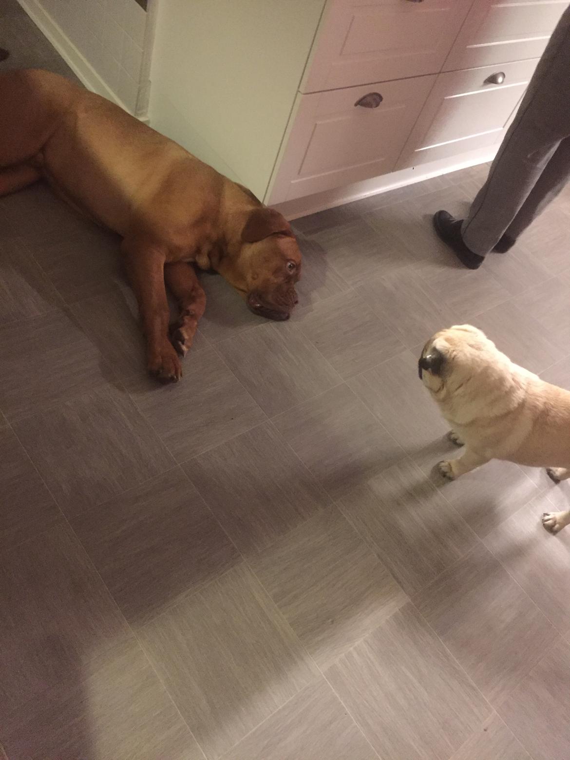 Dogue de bordeaux Homer - På besøg hos svigermor (kennel adeltand) billede 12