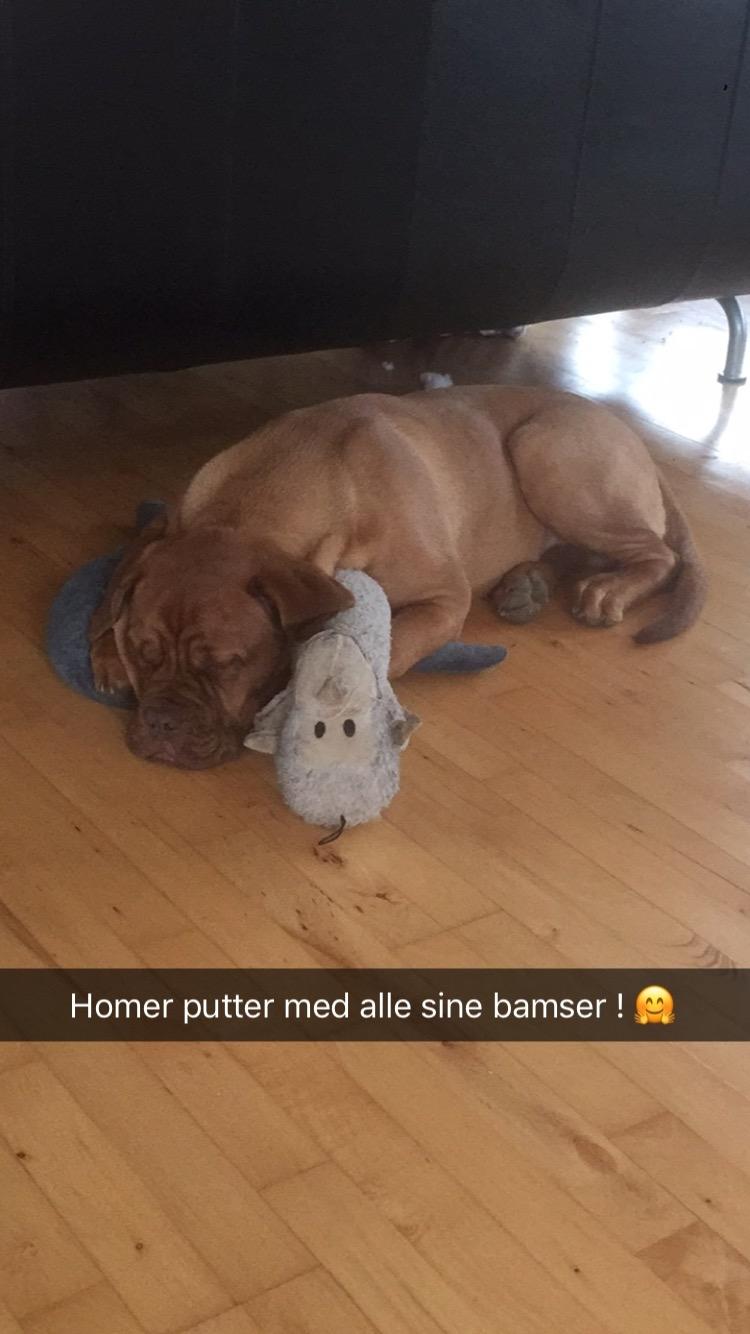 Dogue de bordeaux Homer billede 13