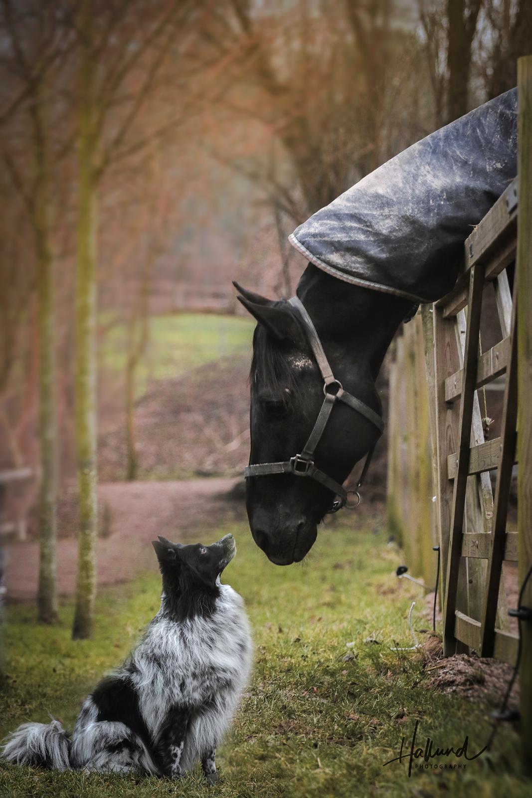 Blanding af racer Chili billede 16