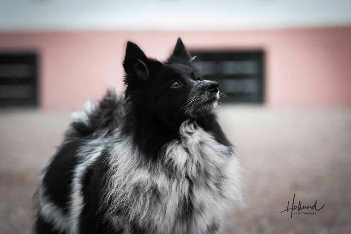 Blanding af racer Chili billede 12