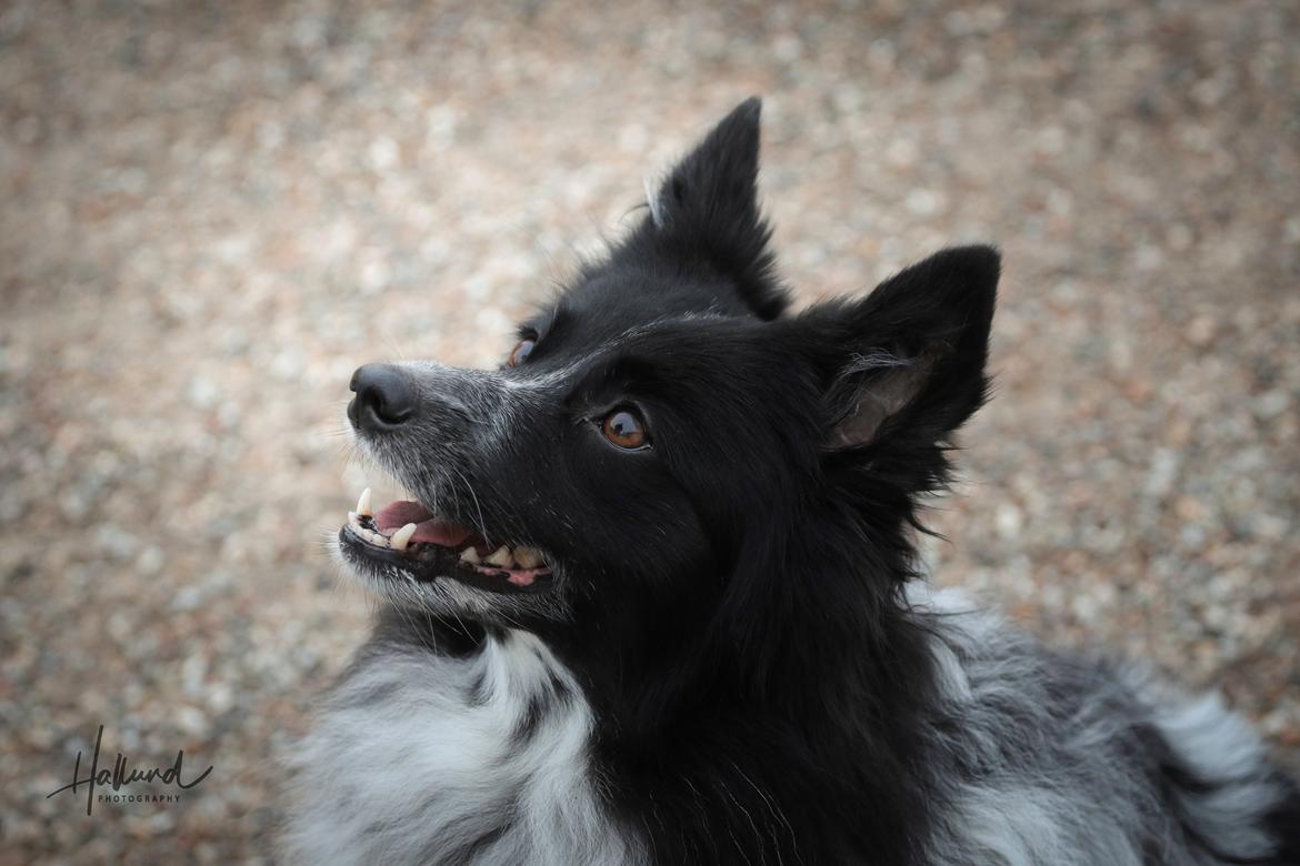 Blanding af racer Chili billede 13