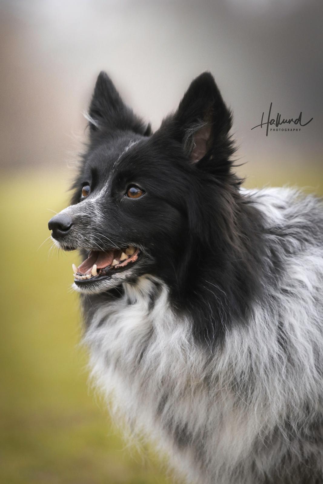 Blanding af racer Chili billede 10