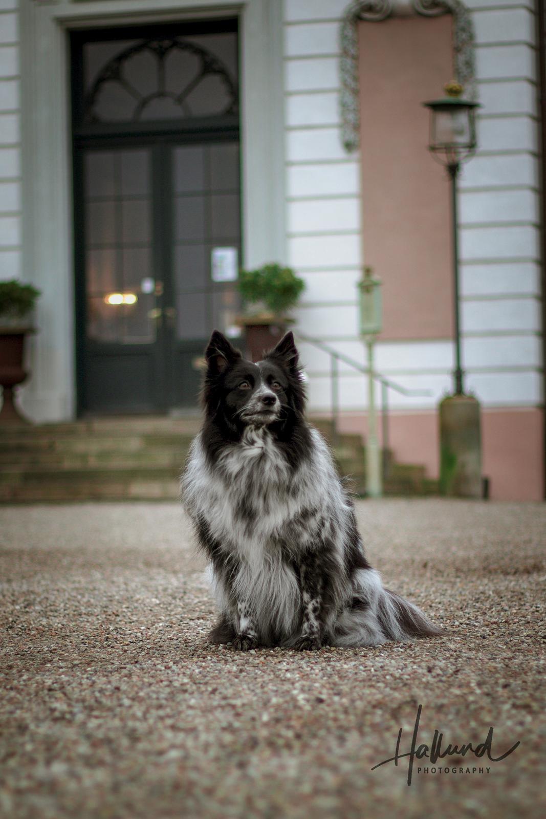 Blanding af racer Chili billede 17