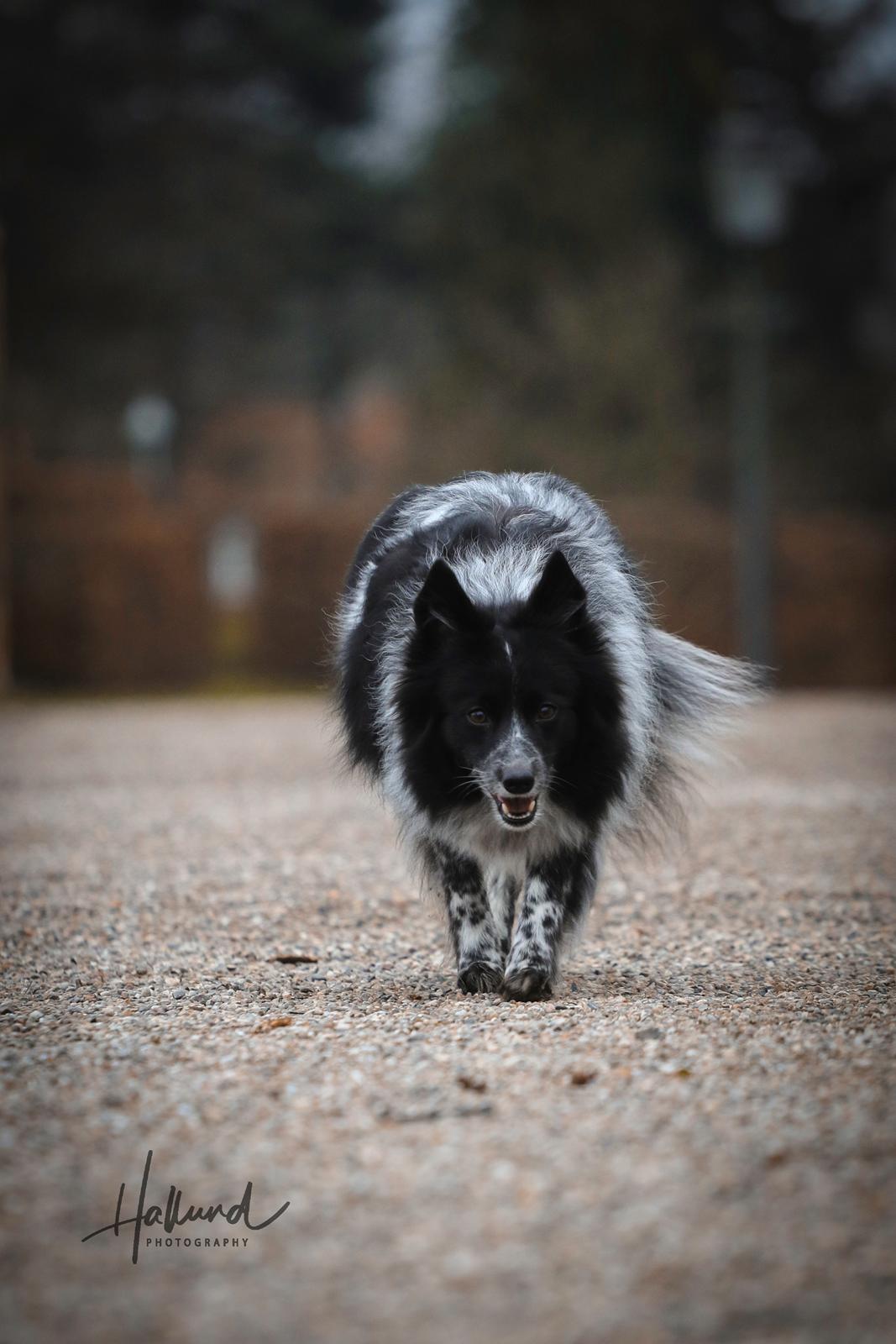 Blanding af racer Chili billede 15